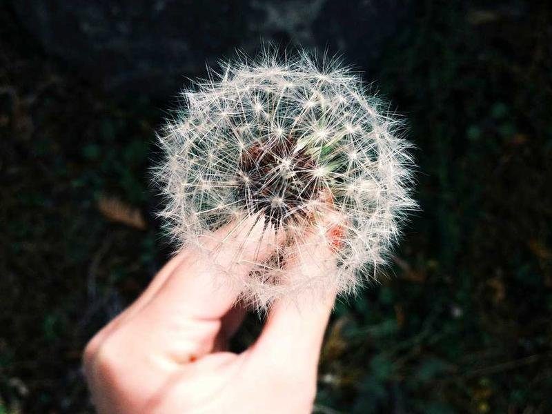 Pakistani entrepreneurs and business owners in Netherlands